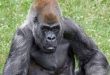 World’s Oldest Male Gorilla Ozzie Dies At 61